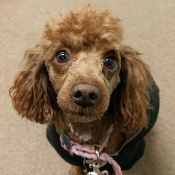 Meet your Posher, Cindy - Picture 1 of 1